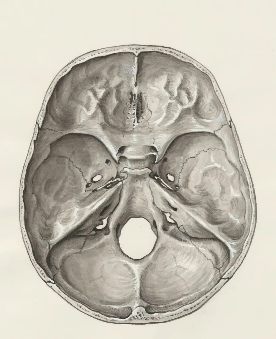 a drawing of a human brain